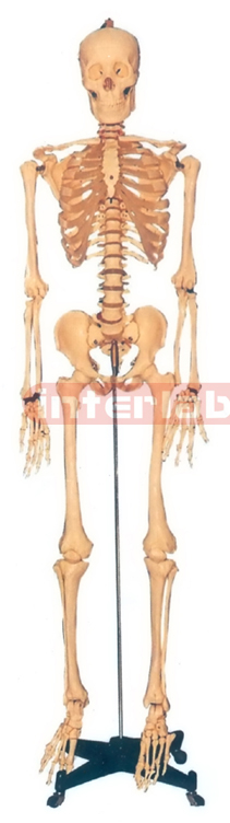 168 CM TALL, ADULT, FEMALE, BONECOLOUR & CLEAR CARTILAGE INFLEXIBLE SPINE, SKELETON W/REMOVABLE IRON STAND.